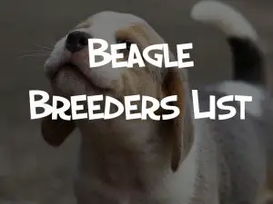 beagle breeders list