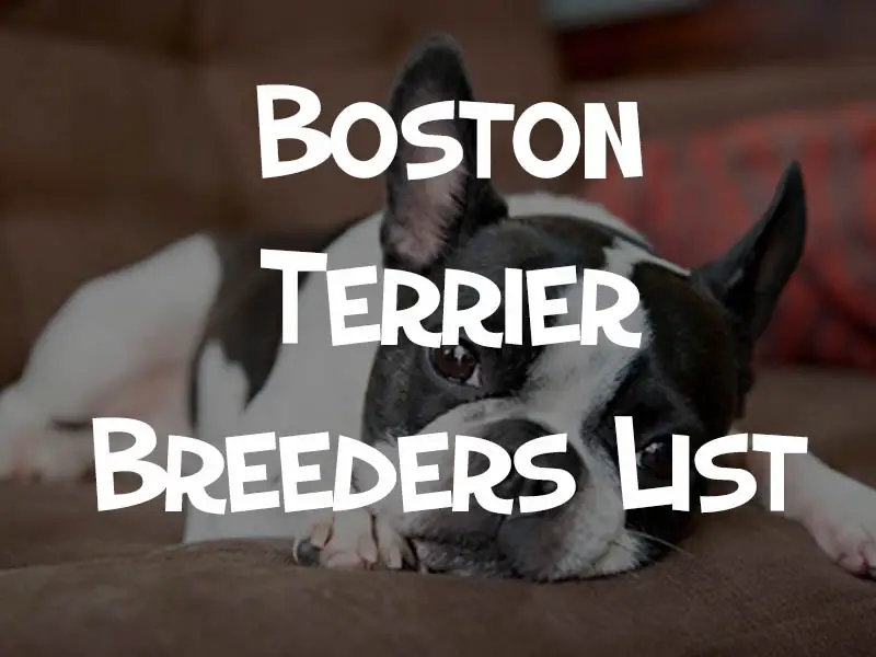 boston terrier breeders list