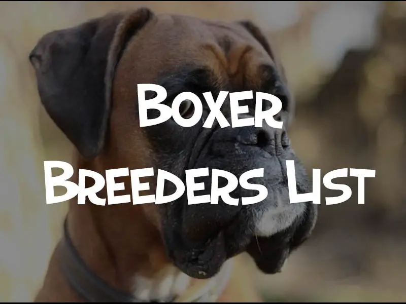 boxer breeder list