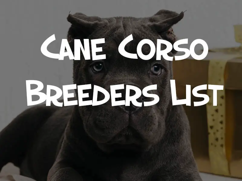 cane corso breeders list