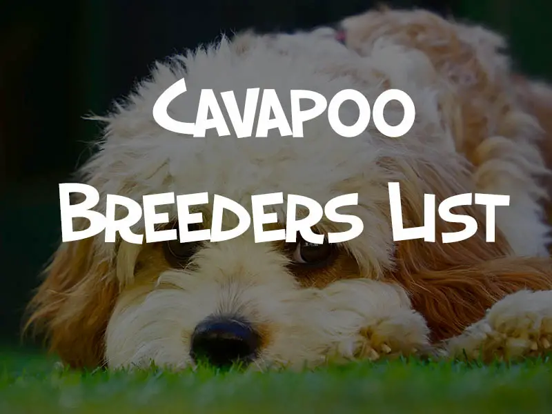 cavapoo breeder list