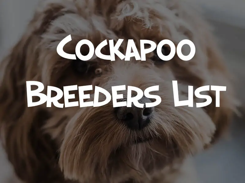cockapoo breeders list