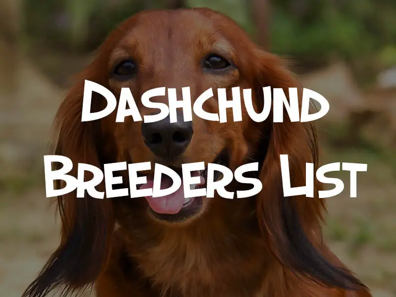 dashchund breeders list