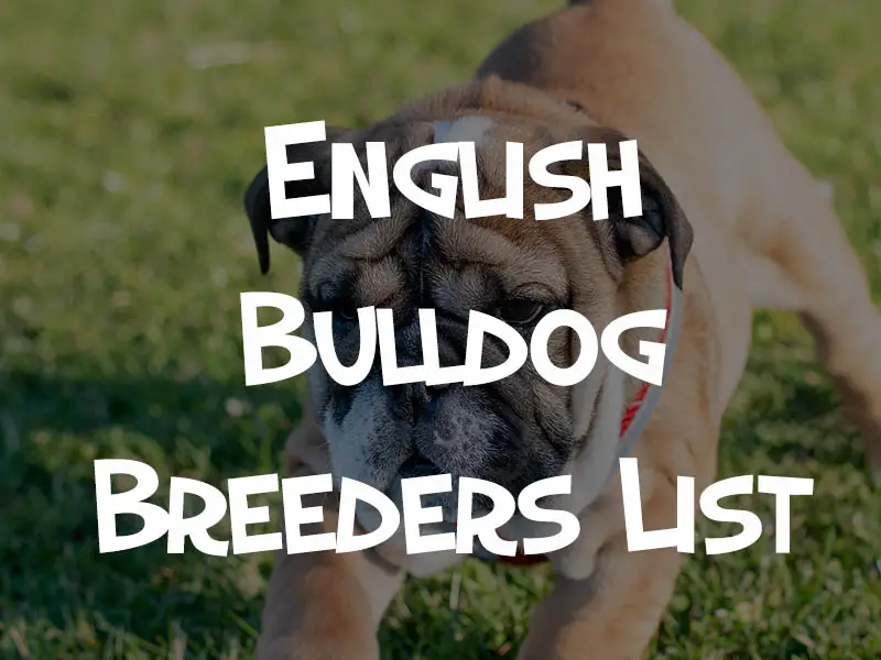 english bulldog breeders
