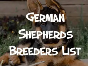 german shepherds breeders list