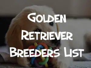golden retriever breeders