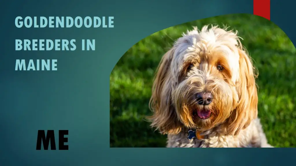 7 Goldendoodle Breeders In Maine ME Puppies for Sale