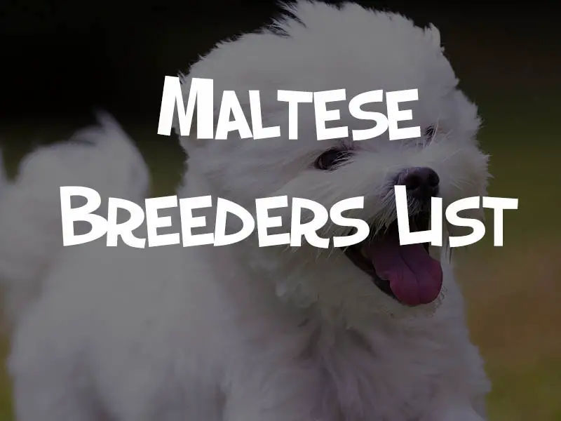maltese breeders