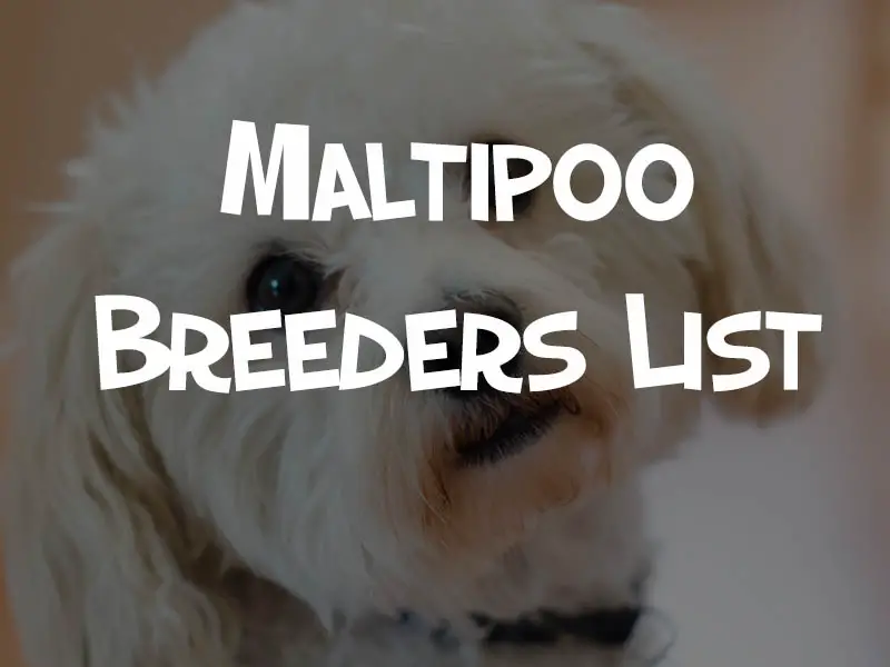 maltipoo breeders