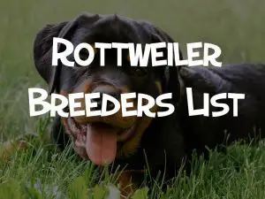 rottweiler breeders list