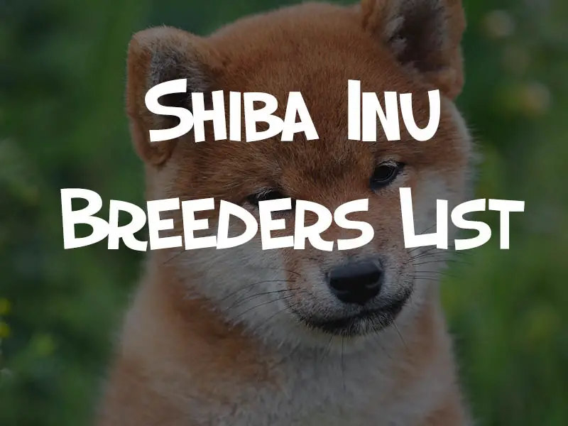 shiba inu breeders list