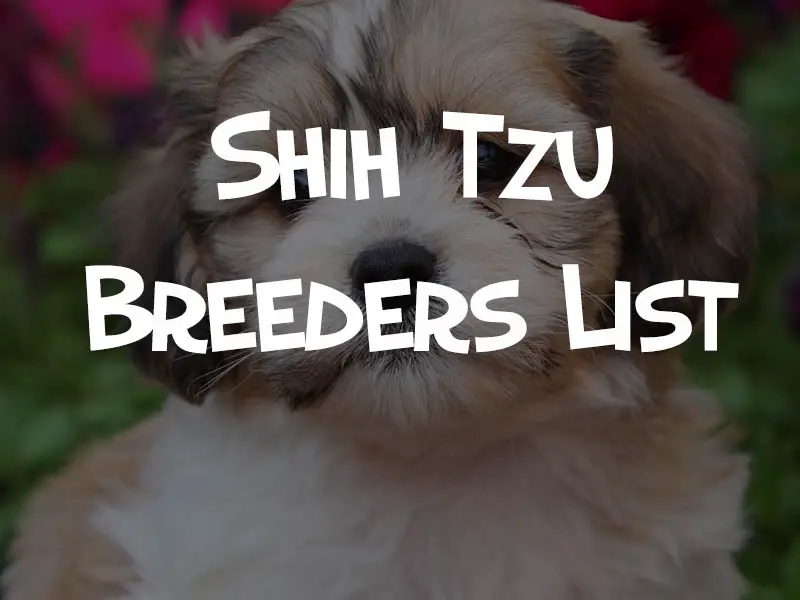 shih tzu breeders list