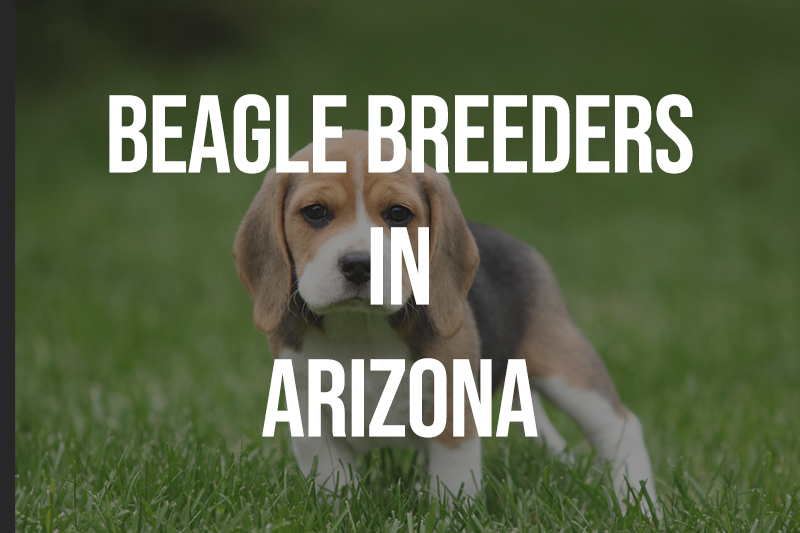 Beagle Breeders In Arizona AZ