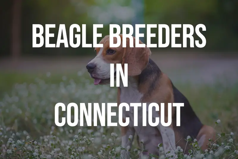 Beagle Breeders In Connecticut CT