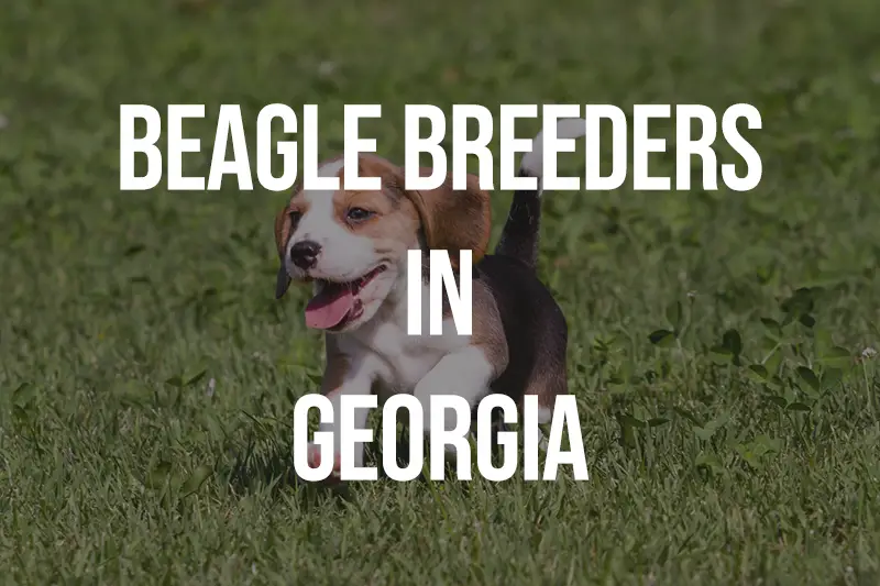 Beagle Breeders In Georgia GA