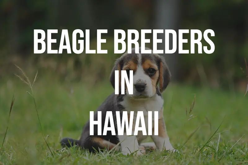Beagle Breeders In Hawaii HI