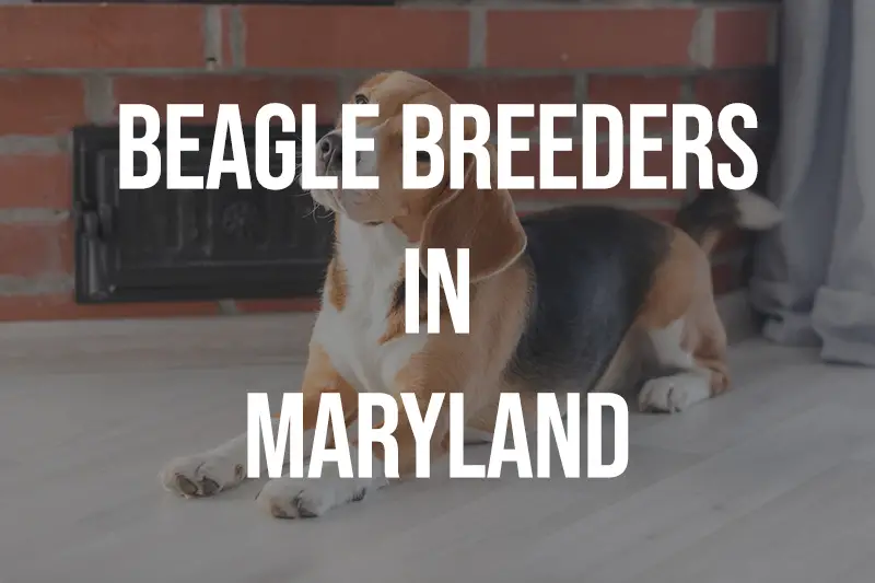 Beagle Breeders In Maryland MD