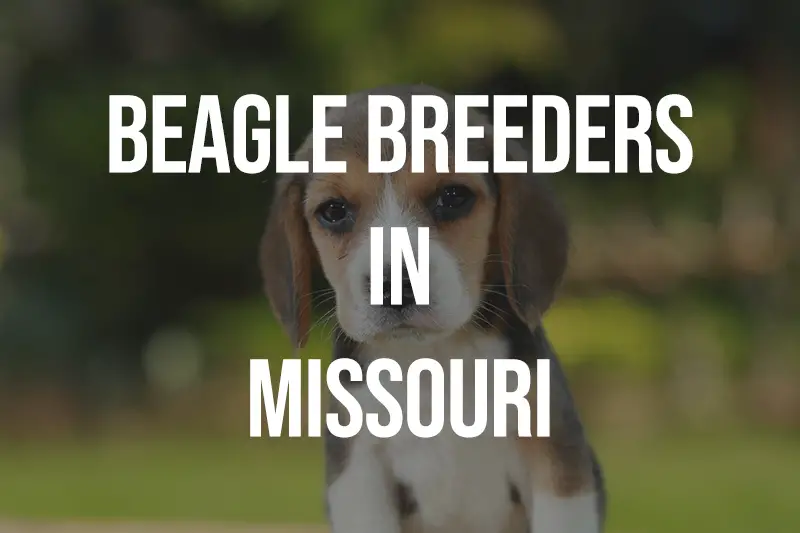 Beagle Breeders In Missouri MO