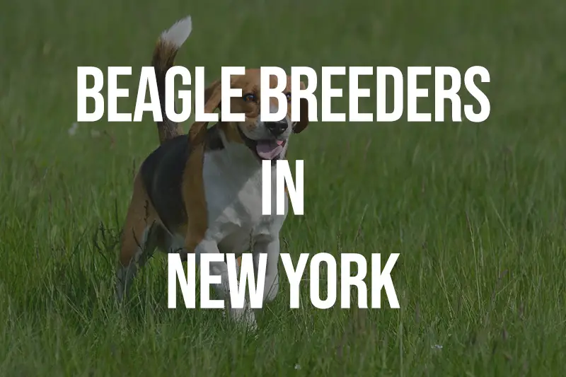 Beagle Breeders In New York NY
