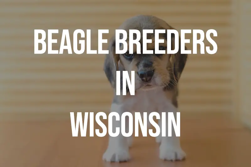 Beagle Breeders In Wisconsin WI