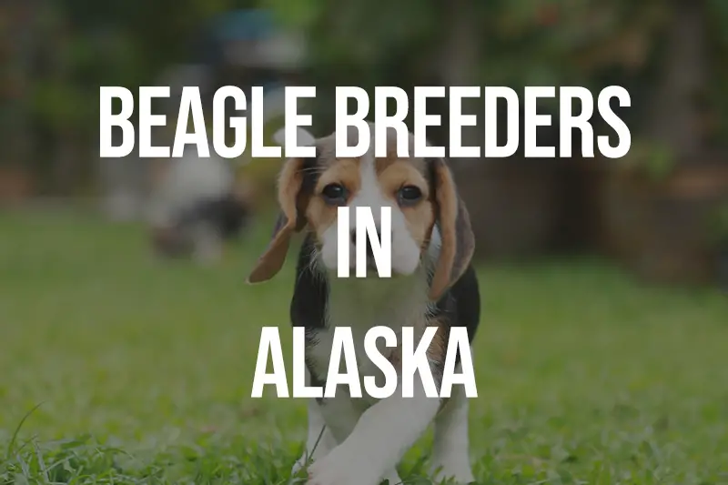 Beagle Breeders in Alaska AK