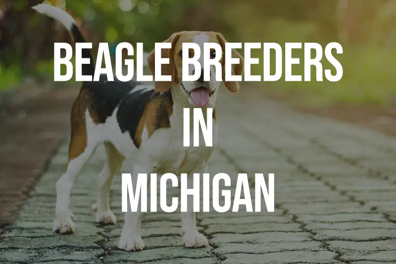 Beagle Breeders in Michigan MI