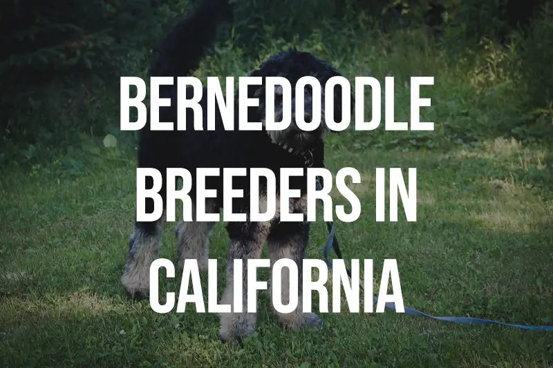 Bernedoodle Breeders in California CA