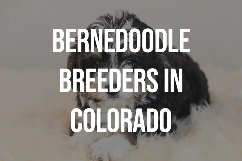 Bernedoodle Breeders in Colorado CO