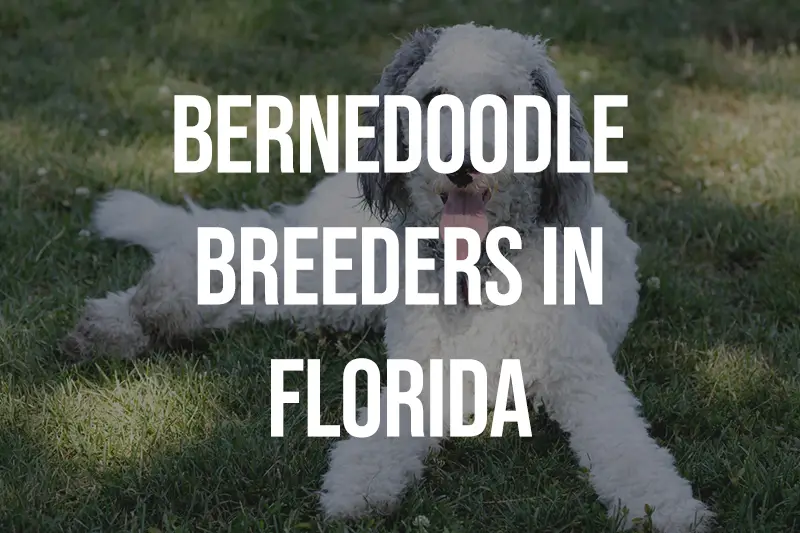 Bernedoodle Breeders in Florida FL