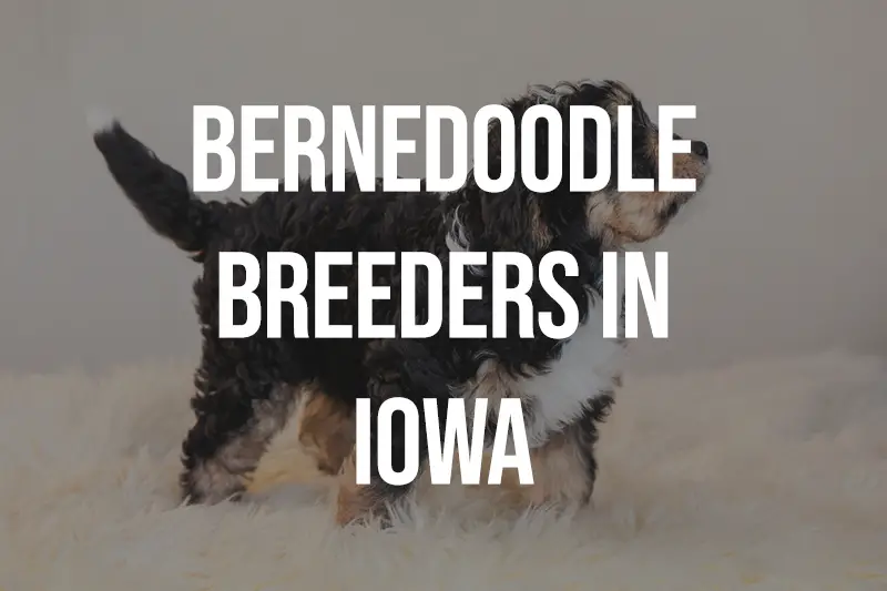Bernedoodle Breeders in Iowa IA