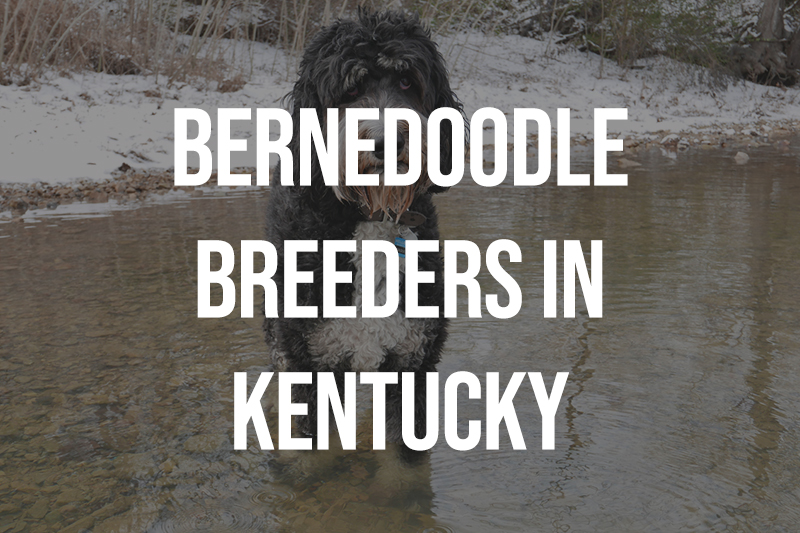 Bernedoodle Breeders in Kentucky KY