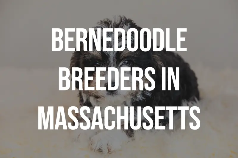Bernedoodle Breeders in Massachusetts MA