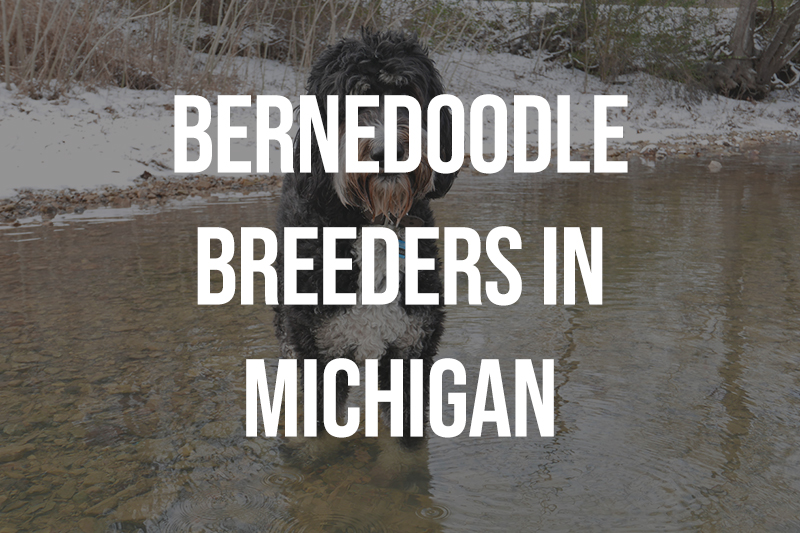 Bernedoodle Breeders in Michigan MI