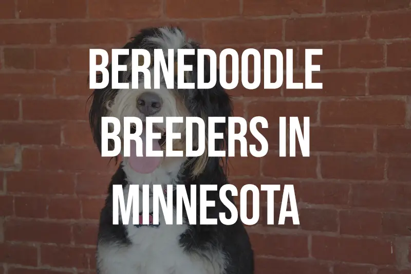 Bernedoodle Breeders in Minnesota MN