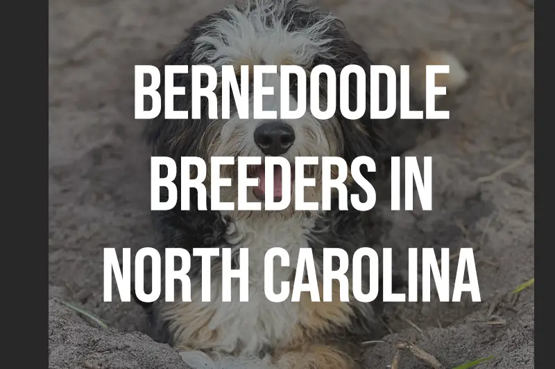 Bernedoodle Breeders in North Carolina NC