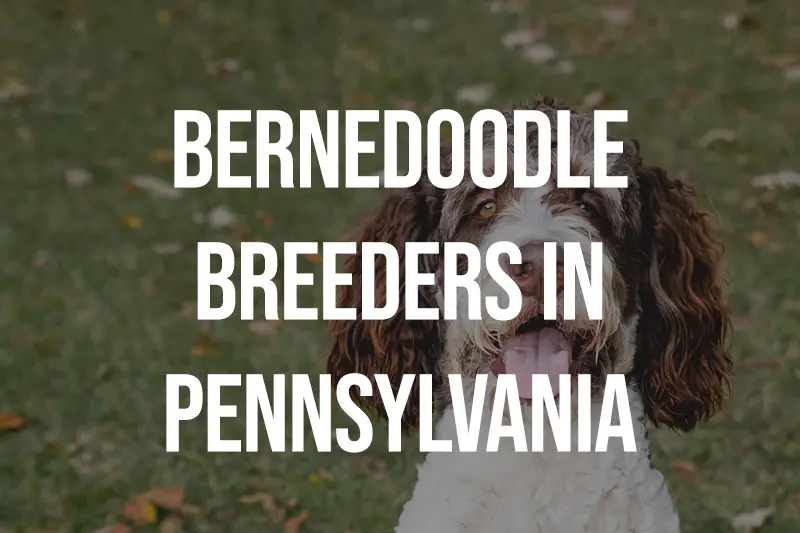 Bernedoodle Breeders in Pennsylvania PA