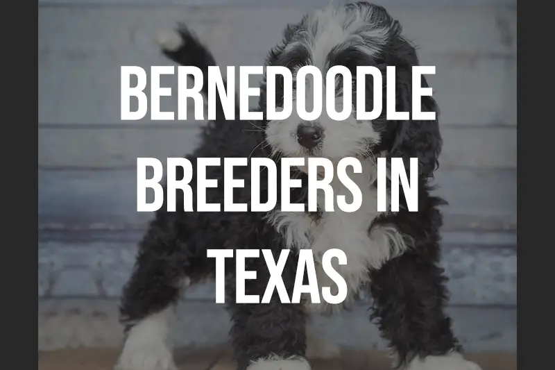 Bernedoodle Breeders in Texas TX