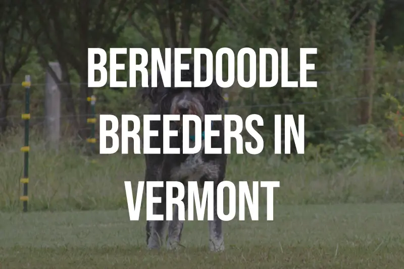Bernedoodle Breeders in Vermont VT