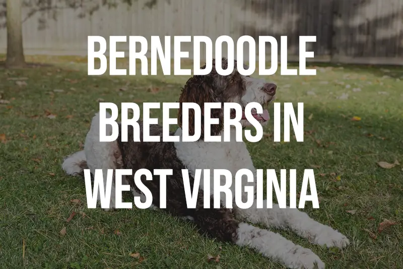 Bernedoodle Breeders in West Virginia WV