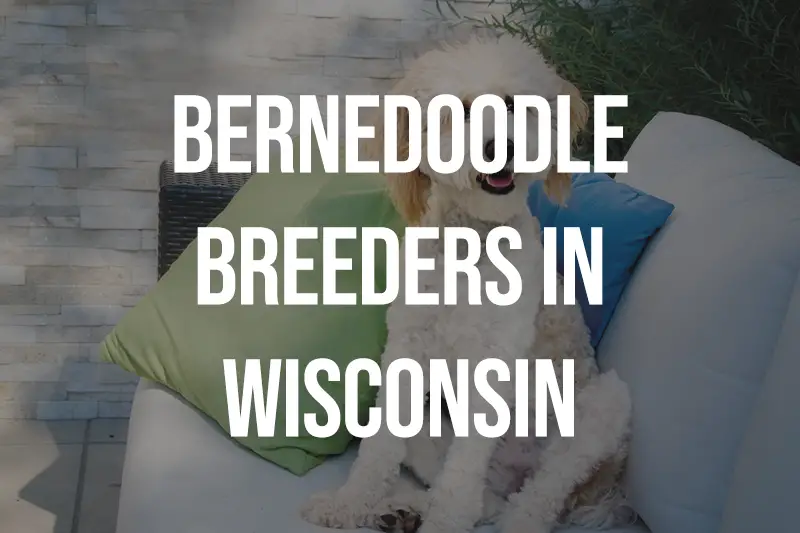 Bernedoodle Breeders in Wisconsin WI