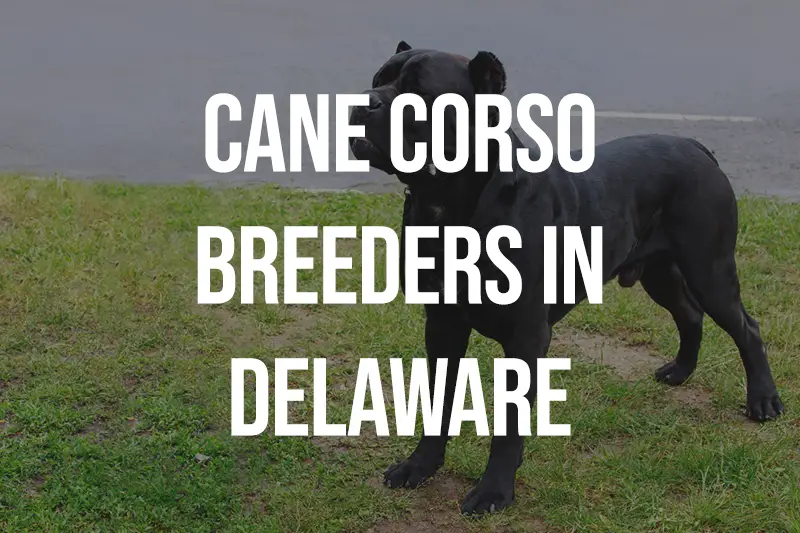 Cane Corso Breeders in Delaware DE