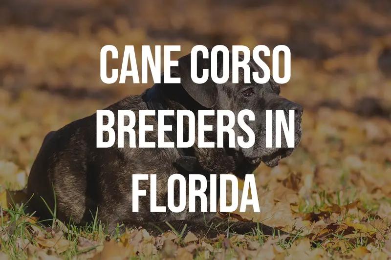 Cane Corso Breeders in Florida FL