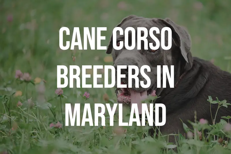 Cane Corso Breeders in Maryland MD