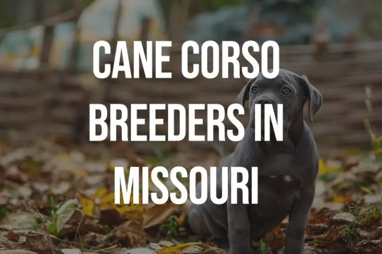 8 Cane Corso Breeders in Missouri MO Puppies for Sale