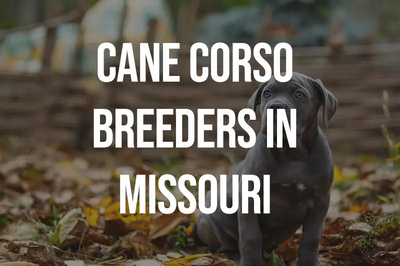 Cane Corso Breeders in Missouri MO