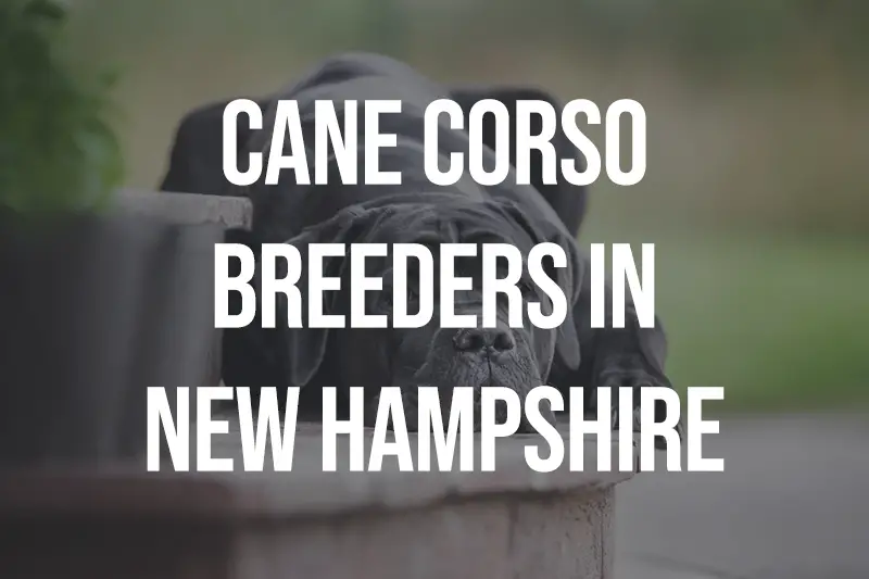 Cane Corso Breeders in New Hampshire NH