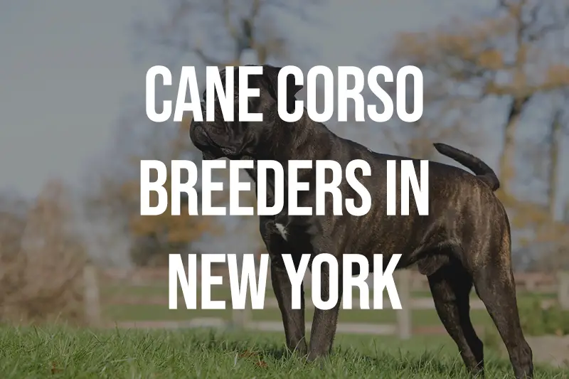 Cane Corso Breeders in New York NY