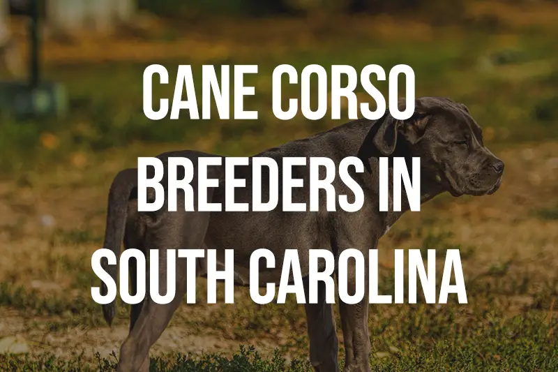 Cane Corso Breeders in South Carolina SC