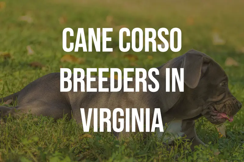 Cane Corso Breeders in Virginia VA