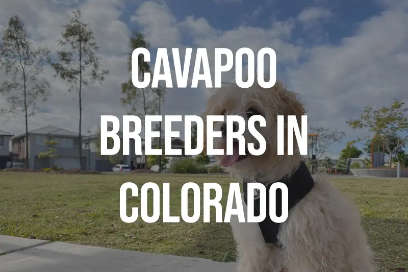 Cavapoo Breeders in Colorado CO
